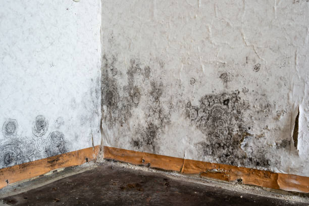 Best Commercial Mold Removal  in Andrews, NC